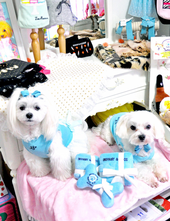 Dogfashionista いちご Jun Sweetcandy Cuun Luxury Dog Apparel Magazine