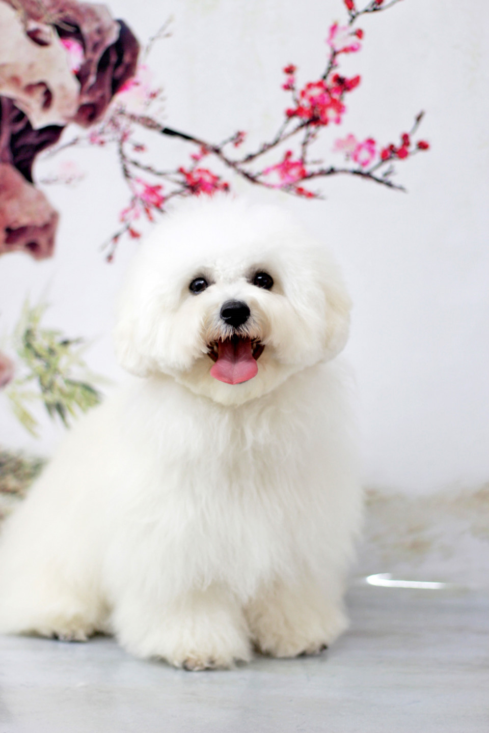 Momota 北海道 かっちり決めないボロニーズスタイル Cuun Luxury Dog Apparel Magazine