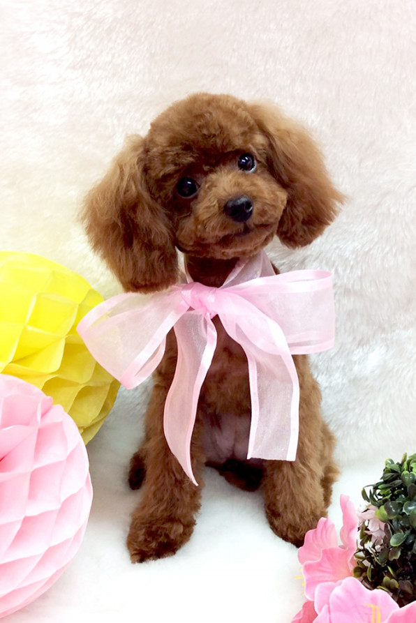 犬の美容室いちご 中川本店 愛知県 お手入れ楽ちん Cuun Luxury Dog Apparel Magazine