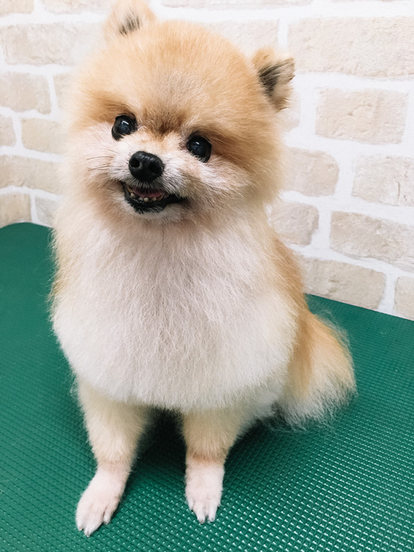 8月no 1 うる艶美犬 ちゃちゃまる Cuun Luxury Dog Apparel Magazine 8月no 1 うる艶美犬 ちゃちゃまる Cuun Luxury Dog Apparel Magazine