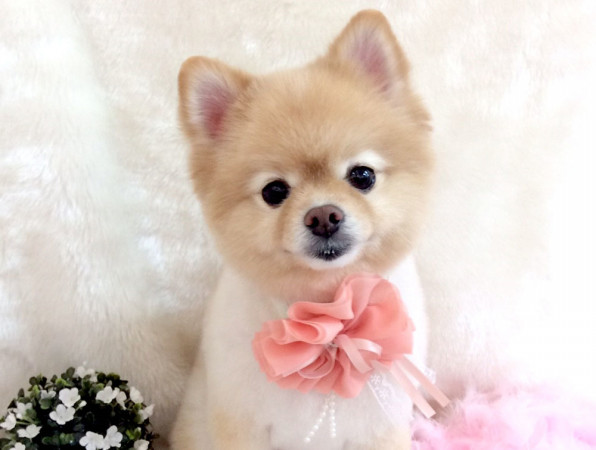 犬の美容室いちご 中川本店 愛知県 まんまるスタイル Cuun Luxury Dog Apparel Magazine