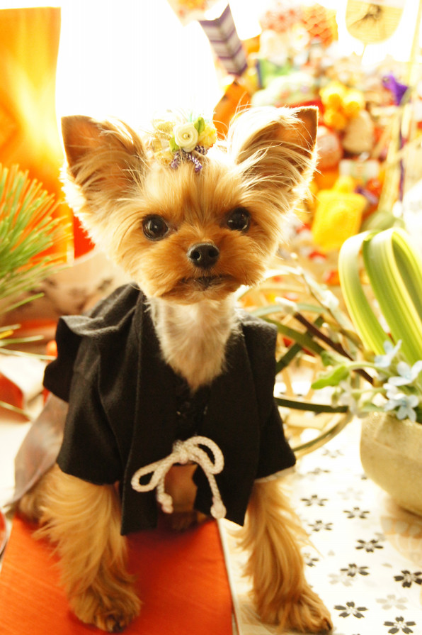 Dogfashionista スリンキー ピノ Sweetcandy Cuun Luxury Dog Apparel Magazine