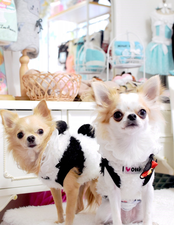 Dogfashionista スリンキー ピノ Sweetcandy Cuun Luxury Dog Apparel Magazine