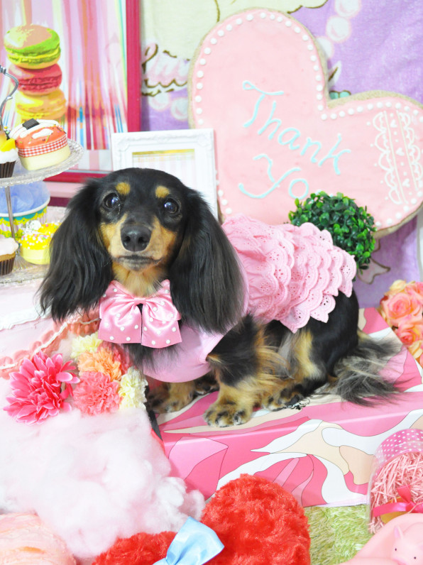 Dogfashionista ミュー Sweetcandy Cuun Luxury Dog Apparel Magazine