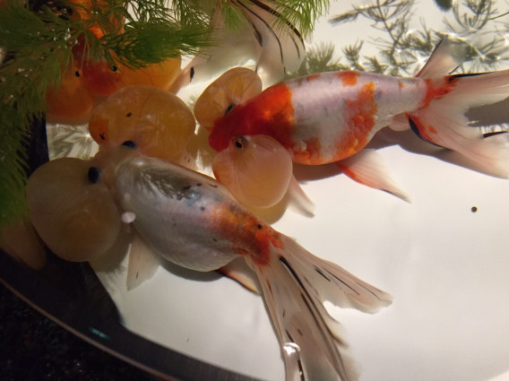 アートな金魚 Yuto Tosa