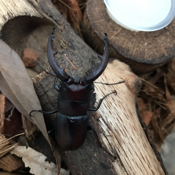 大渕池公園のナタクワガタとノコギリクワガタ 熱血パパのカブトムシ クワガタ奮闘記