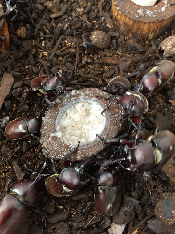 衣装ケースのカブトムシが凄い 熱血パパのカブトムシ クワガタ奮闘記