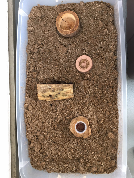 衣装ケースで飼っているカブトムシ 熱血パパのカブトムシ クワガタ奮闘記 衣装ケースで飼っているカブトムシ 熱血パパのカブトムシ クワガタ奮闘記