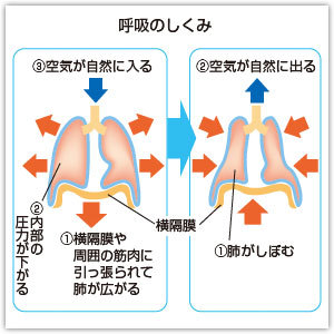 腹式呼吸の仕組み 禅スタイル ブレストレーニング