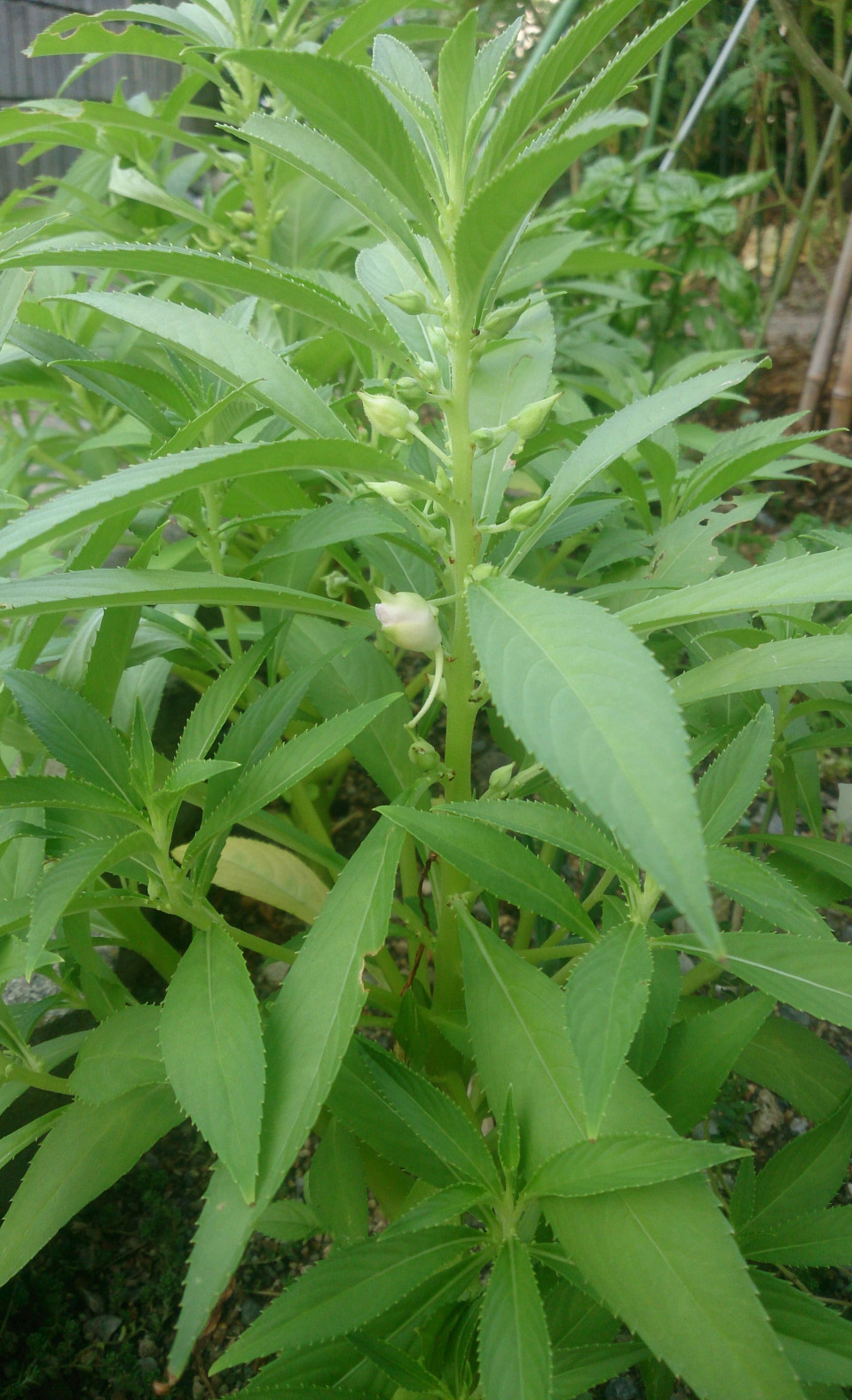 ほうせんかの用途あれこれ Natural Land