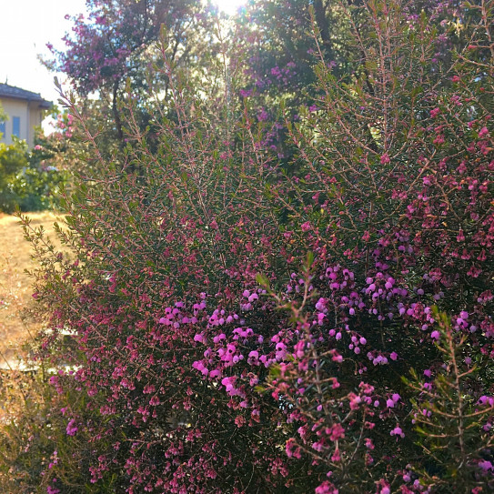 薬香草園へ Aranjia