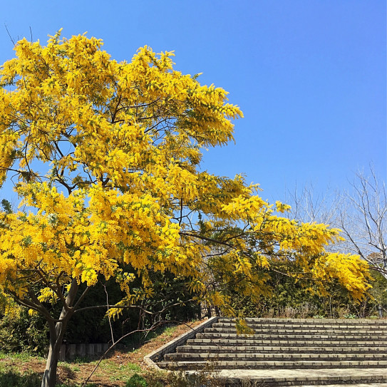 ハーブランチ ー 薬香草園 Aranjia