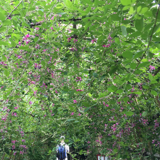 向島百花園 萩まつり19 Aranjia