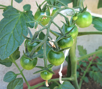 ベランダ菜園 グループホーム人形町