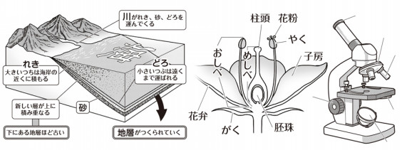 最も好ましい 地層 イラスト リアル 最高の壁紙のアイデアcahd