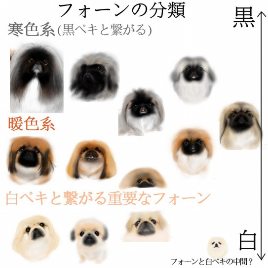 ペキニーズについての考察 ペキニーズ マミジロウについて ペキニーズについての考察 ペキニーズ マミジロウについて