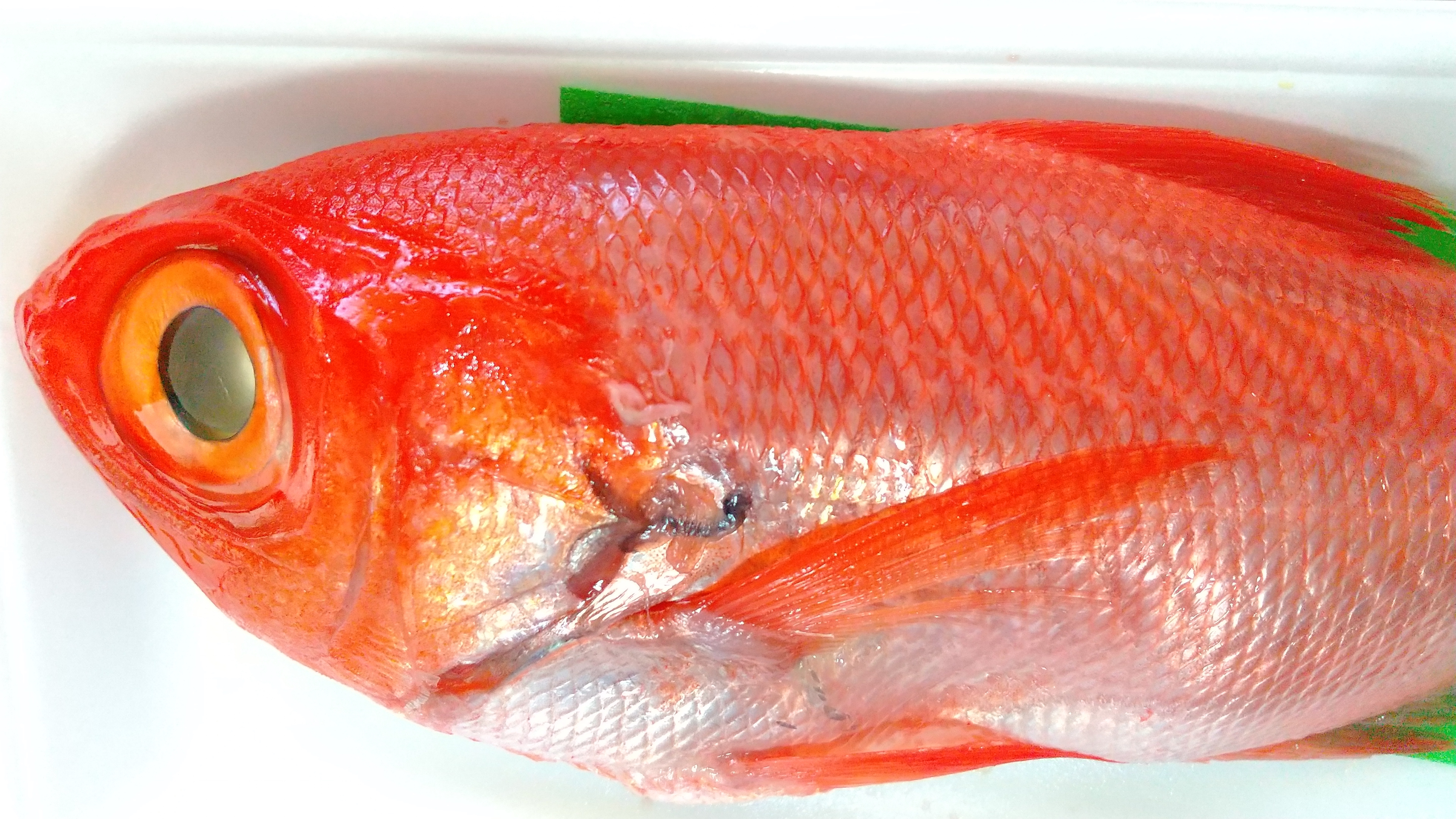 水彩画 『金目鯛』 Daimajin] The number one Kinmedai fish in history, which was