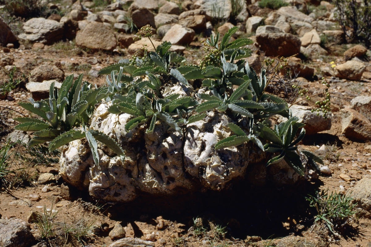 憧れの植物〜Cyphostemma seitzanum〜 | Richtersveld maniacs