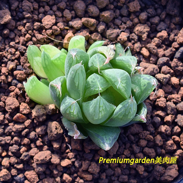 Haworthia leightonii | Matunai illustrated Succulents PART1