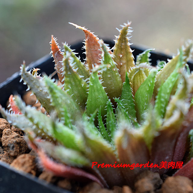 Haworthia vlokii | Matunai illustrated Succulents PART1