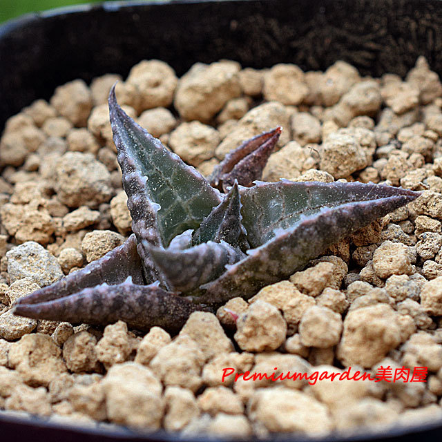 Haworthia tessellata | Matunai illustrated Succulents PART1