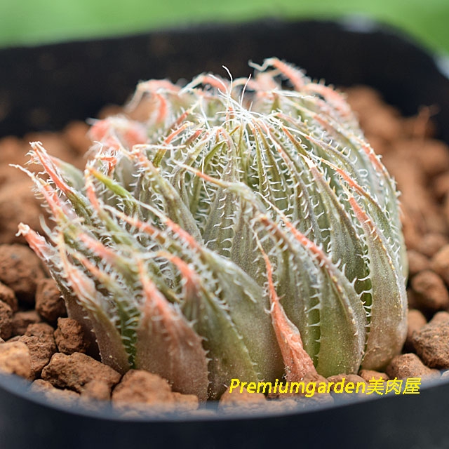 Amazon | Haworthia Revisited: A Revision of the Genus