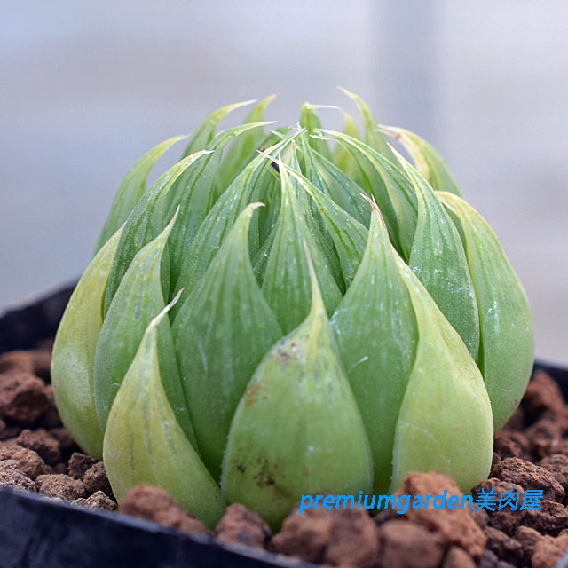 （１３５２）ハオルチア サカイ H. sakai， IB06636， Bakenskraal， S of Oudtshoorn sacai(サカイ) サイドゴアチェルシーブーツSCM-088 SCM-088 ブラック