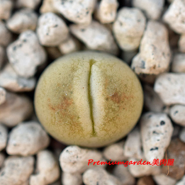 リトープス翠蛾の種子500粒C388 Steineckeana ステインケアナ C388 Lithops steineckeana | Matunai illustrated Succulents PART1