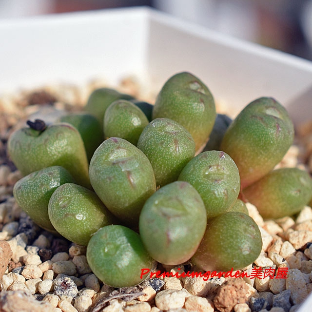 Conophytum ectypum | Matunai illustrated Succulents PART1
