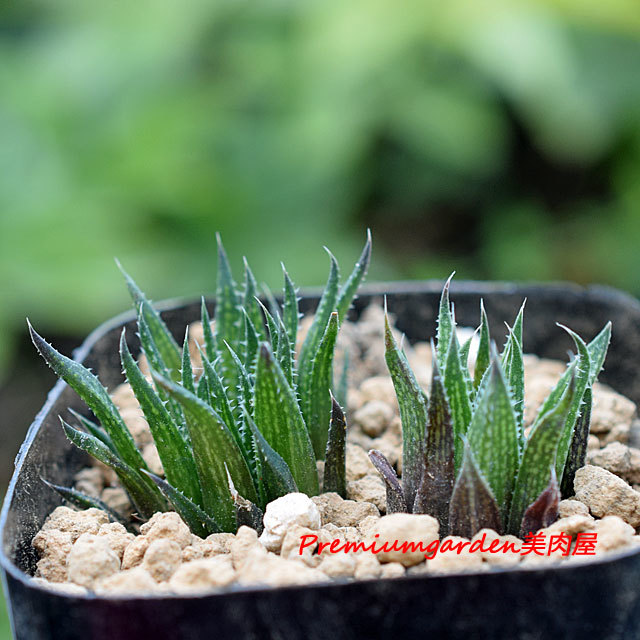 Haworthia simofuri n.n. | Matunai illustrated Succulents PART1