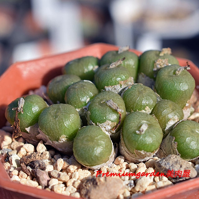 Conophytum : ページ6 | Matunai illustrated Succulents PART1