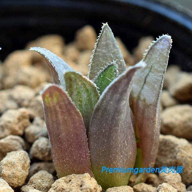 Haworthia henda n.n. | Matunai illustrated Succulents PART1