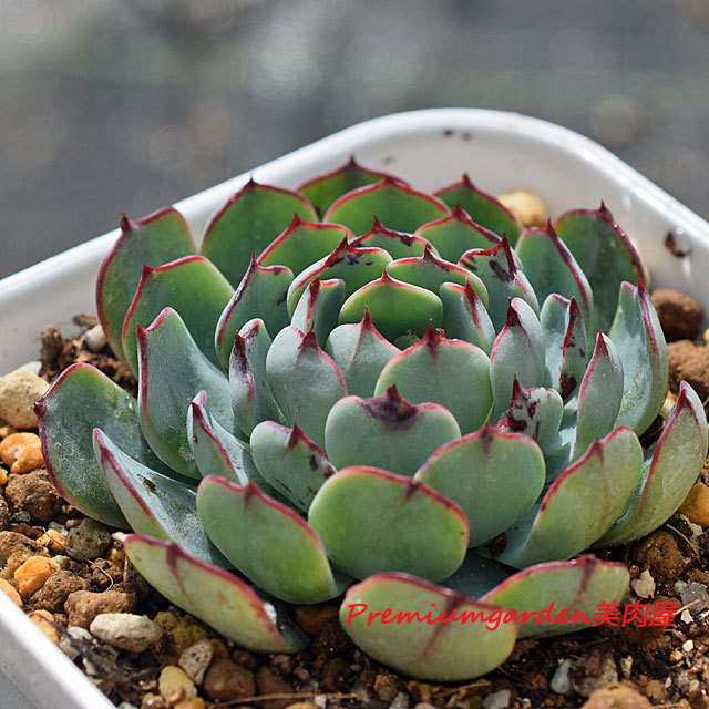 Echeveria sp El Encino | Matunai illustrated Succulents PART1