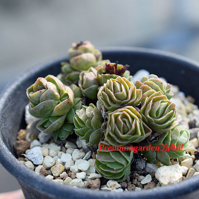 Crassula emerald | Matunai illustrated Succulents PART1