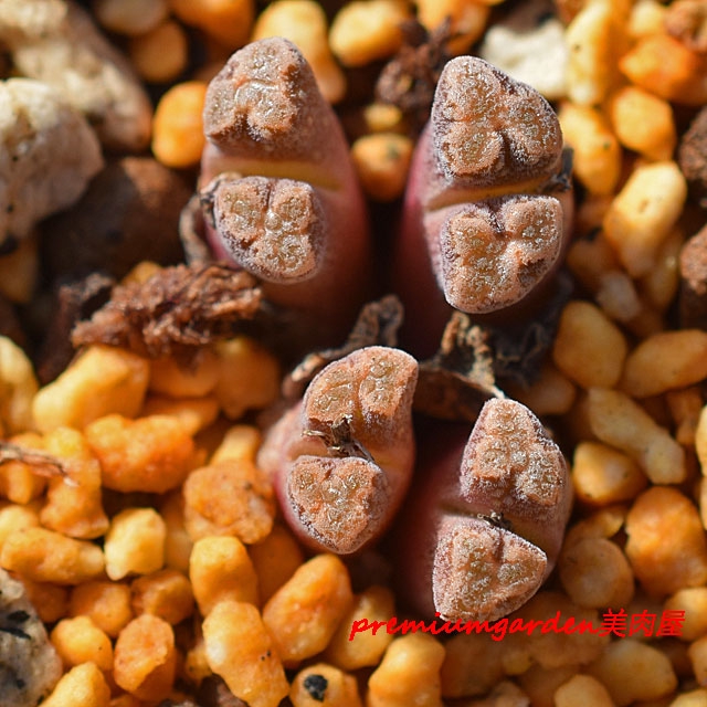 Conophytum reconditum | Matunai illustrated Succulents PART1