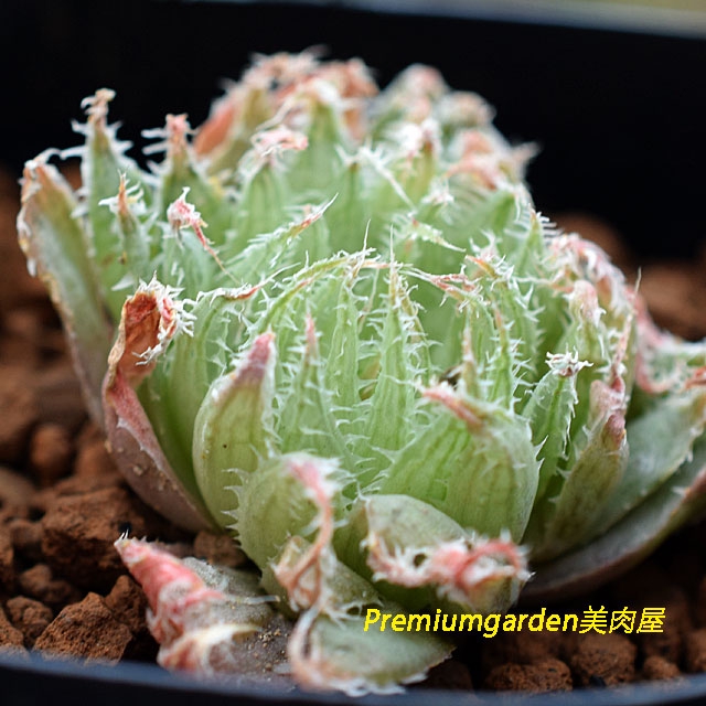 Haworthia initia n.n. | Matunai illustrated Succulents PART1