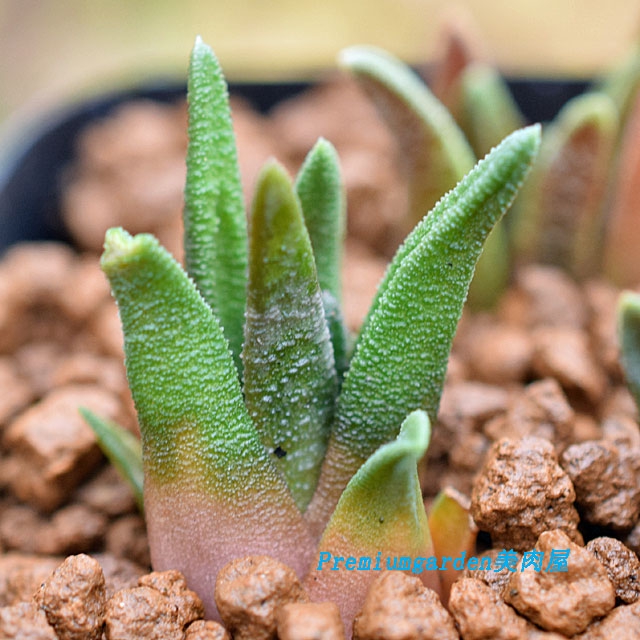 原種 ハオルチア ソルディダ H. sordida JDV93-020 E of