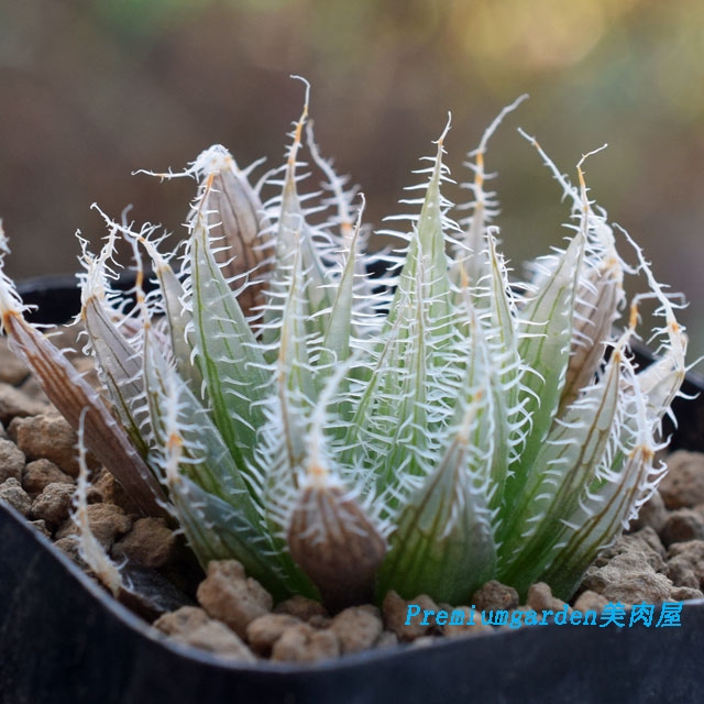 Haworthia amethysta | Matunai illustrated Succulents PART1