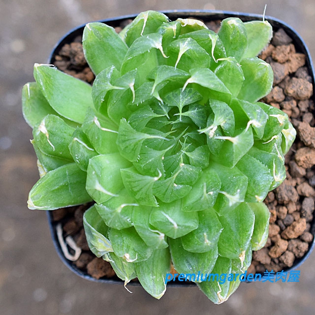 （１３５２）ハオルチア サカイ H. sakai， IB06636， Bakenskraal， S of Oudtshoorn sacai(サカイ) サイドゴアチェルシーブーツSCM-088 SCM-088 ブラック