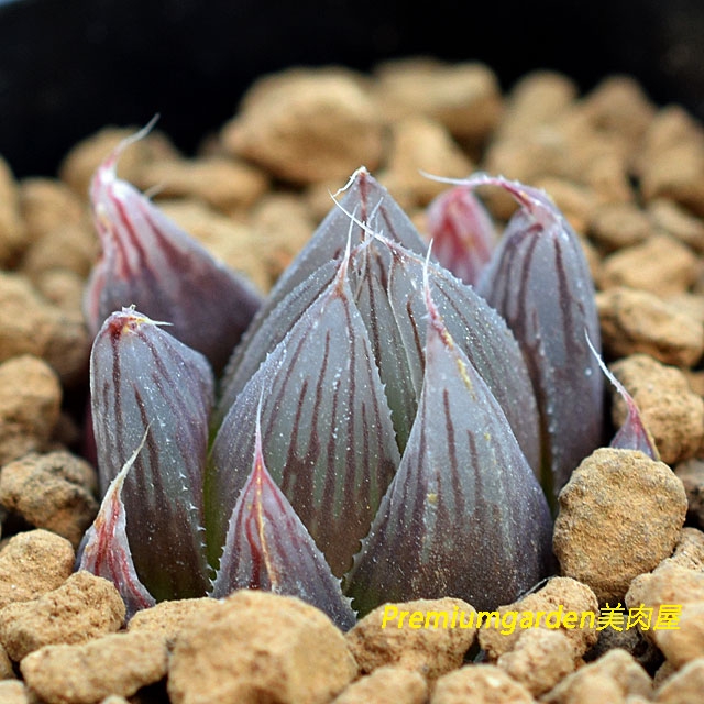 Haworthia leightonii | Matunai illustrated Succulents PART1