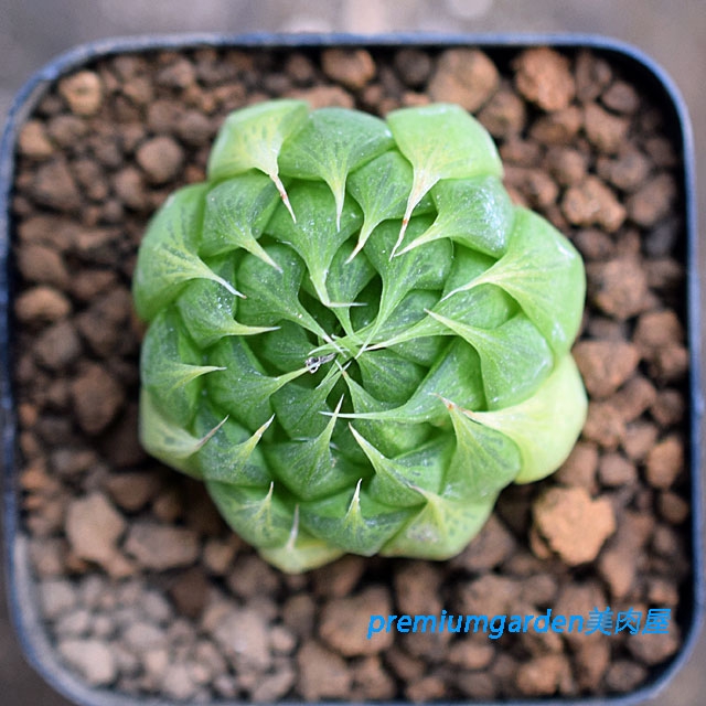 （１３５２）ハオルチア サカイ H. sakai， IB06636， Bakenskraal， S of Oudtshoorn sacai(サカイ) サイドゴアチェルシーブーツSCM-088 SCM-088 ブラック