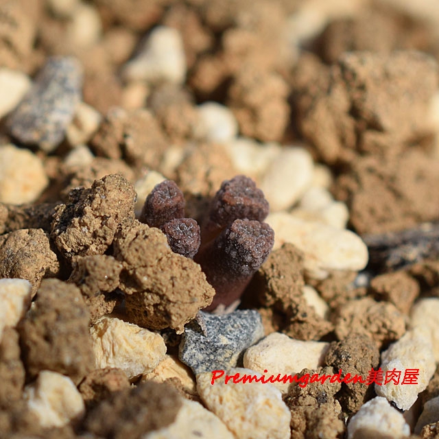 Conophytum reconditum ARM1266レコンデツム赤肌タイプ Conophytum reconditum ARM1266レコンデツム赤肌タイプ