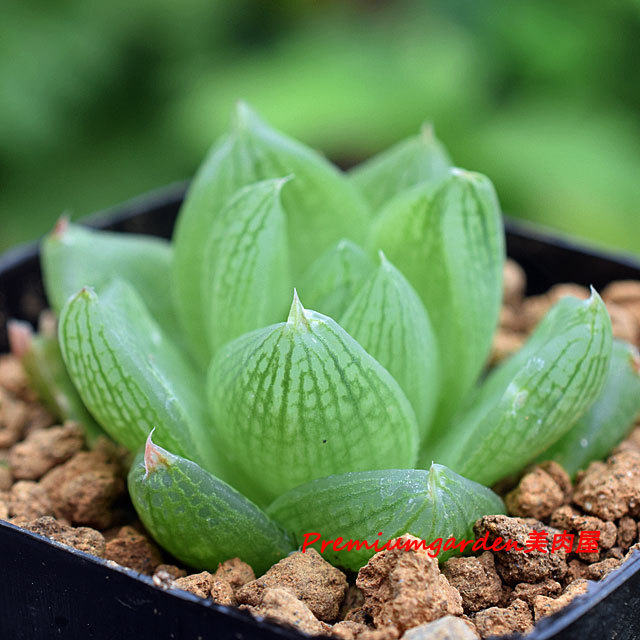 Haworthia cana n.n. | Matunai illustrated Succulents PART1