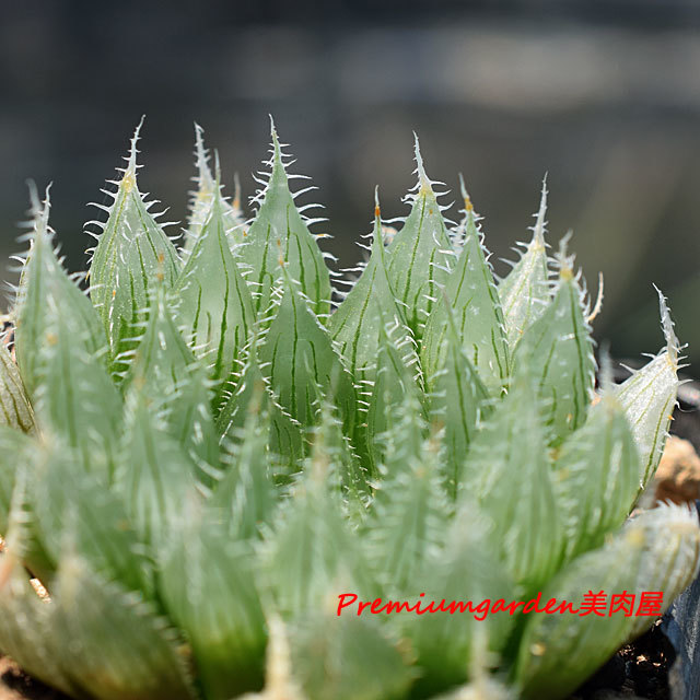Haworthia albans | Matunai illustrated Succulents PART1