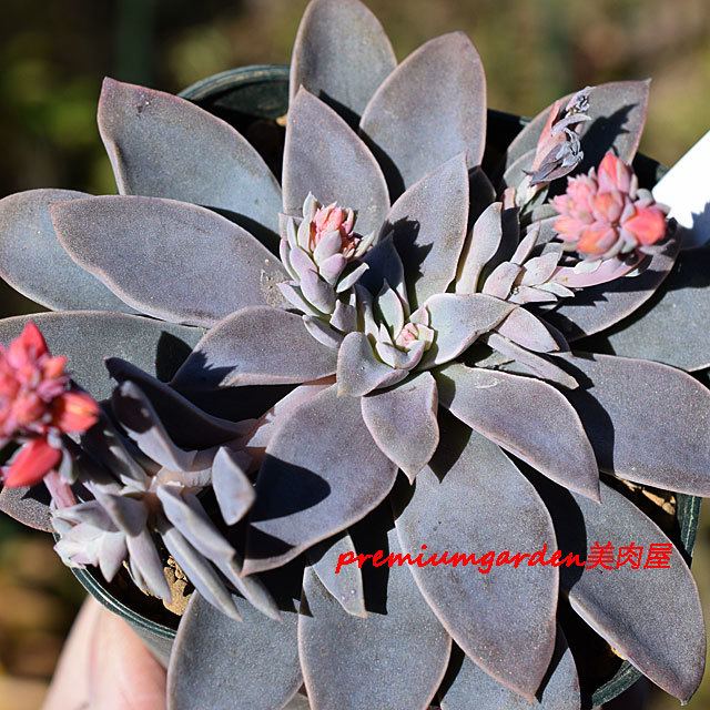 Echeveria carnicolor | Matunai illustrated Succulents PART1