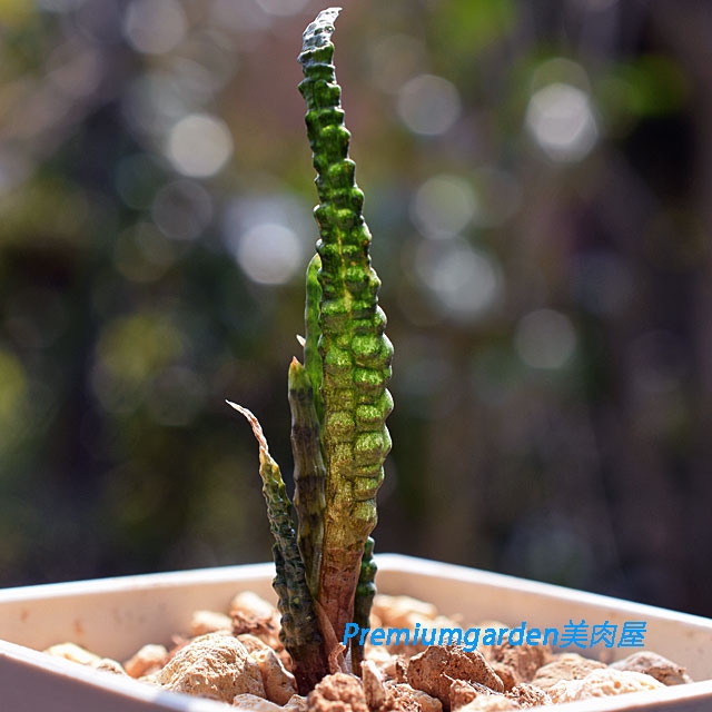 Bulbine | Matunai illustrated Succulents PART1