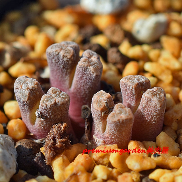 Conophytum reconditum | Matunai illustrated Succulents PART1