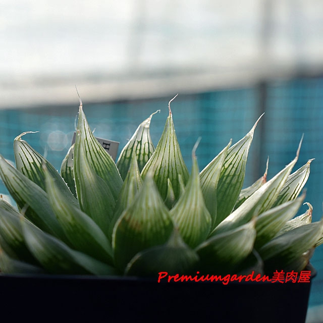 Haworthia diaphana | Matunai illustrated Succulents PART1