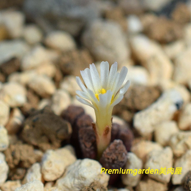 Conophytum reconditum ARM1266レコンデツム赤肌タイプ Conophytum reconditum ARM1266レコンデツム赤肌タイプ