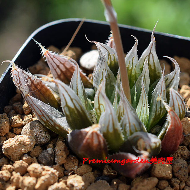 多肉植物 ハオルチア davidii錦 極上斑(Payne's Hill) | ハオルチア